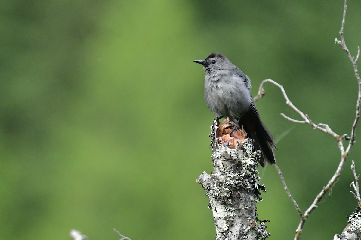 Gri Kedikuşu - ML646853089