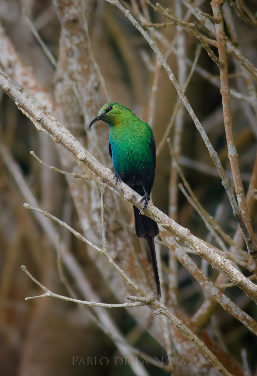 Malachite Sunbird - ML646853090