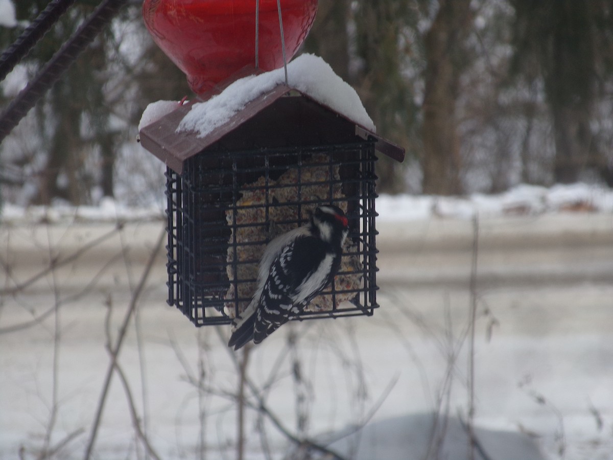 Downy Woodpecker - ML646853091