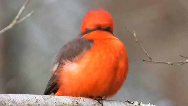 Красный мухолов - ML646853094