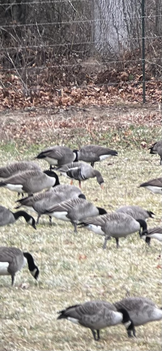 Гуска білолоба (підвид flavirostris) - ML646853095