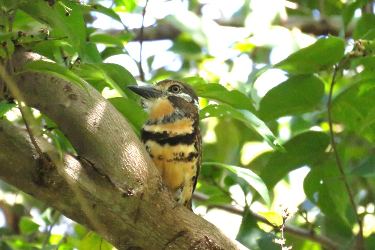 Two-banded Puffbird - ML646853096