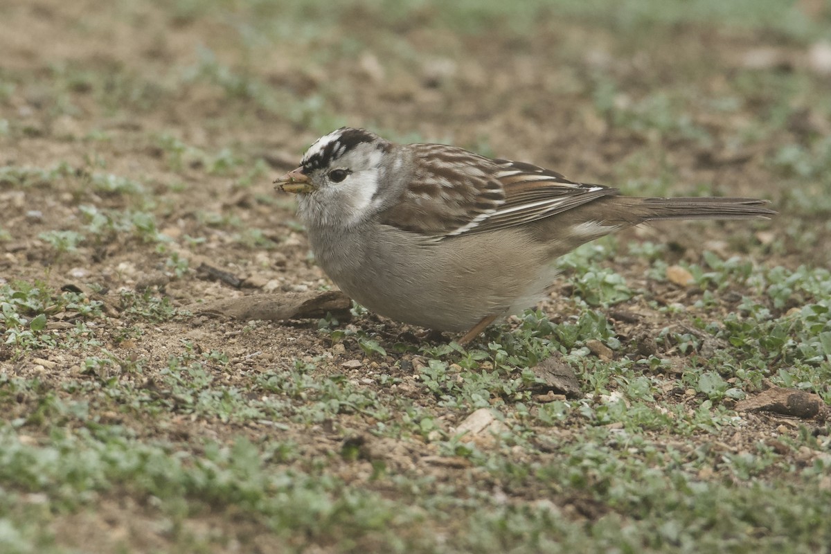 White-crowned Sparrow - ML646853097