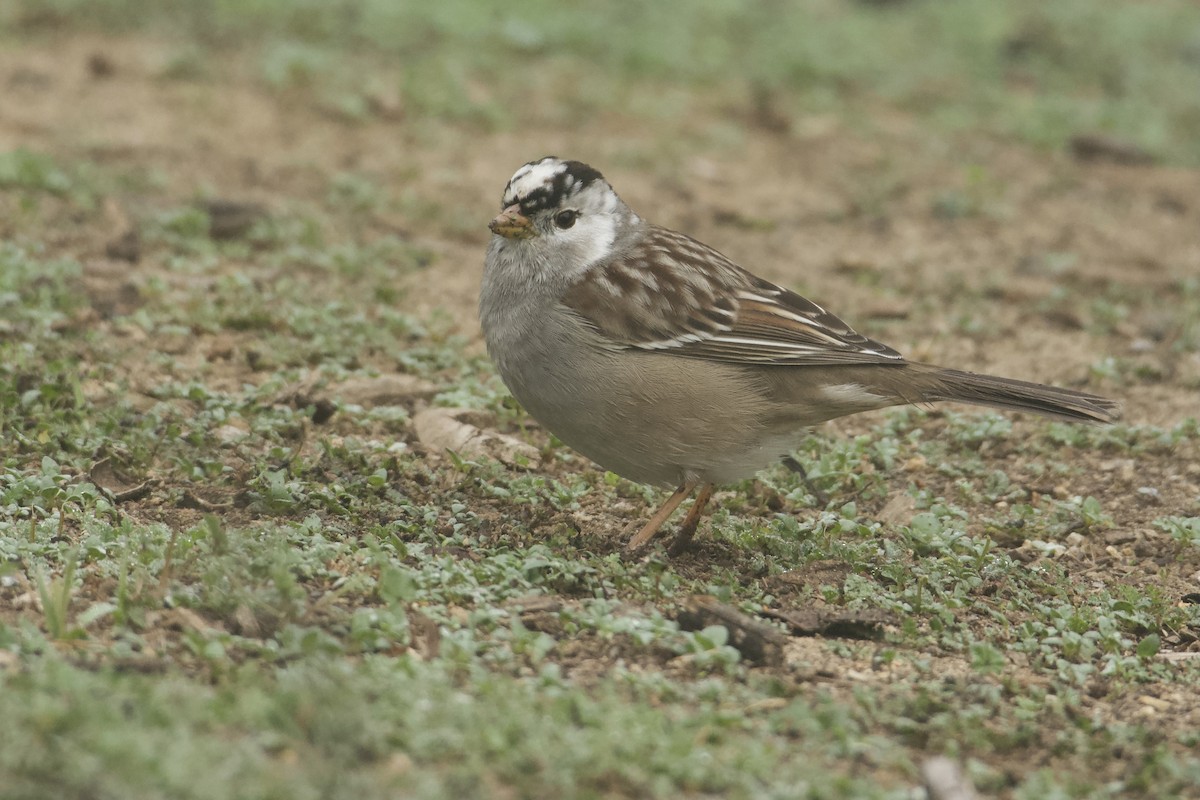 White-crowned Sparrow - ML646853099