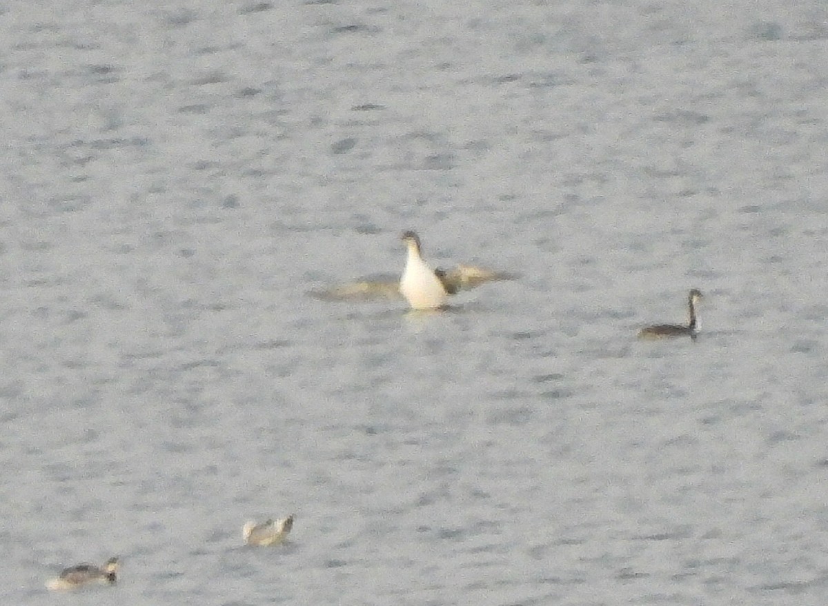 オオハム - ML646853100