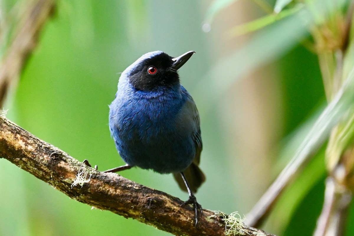 Masked Flowerpiercer - ML646853101
