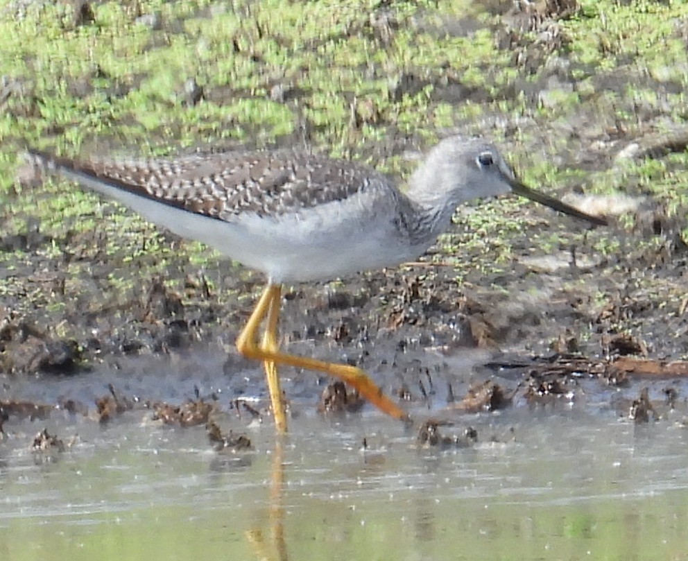 Greater Yellowlegs - ML646853102