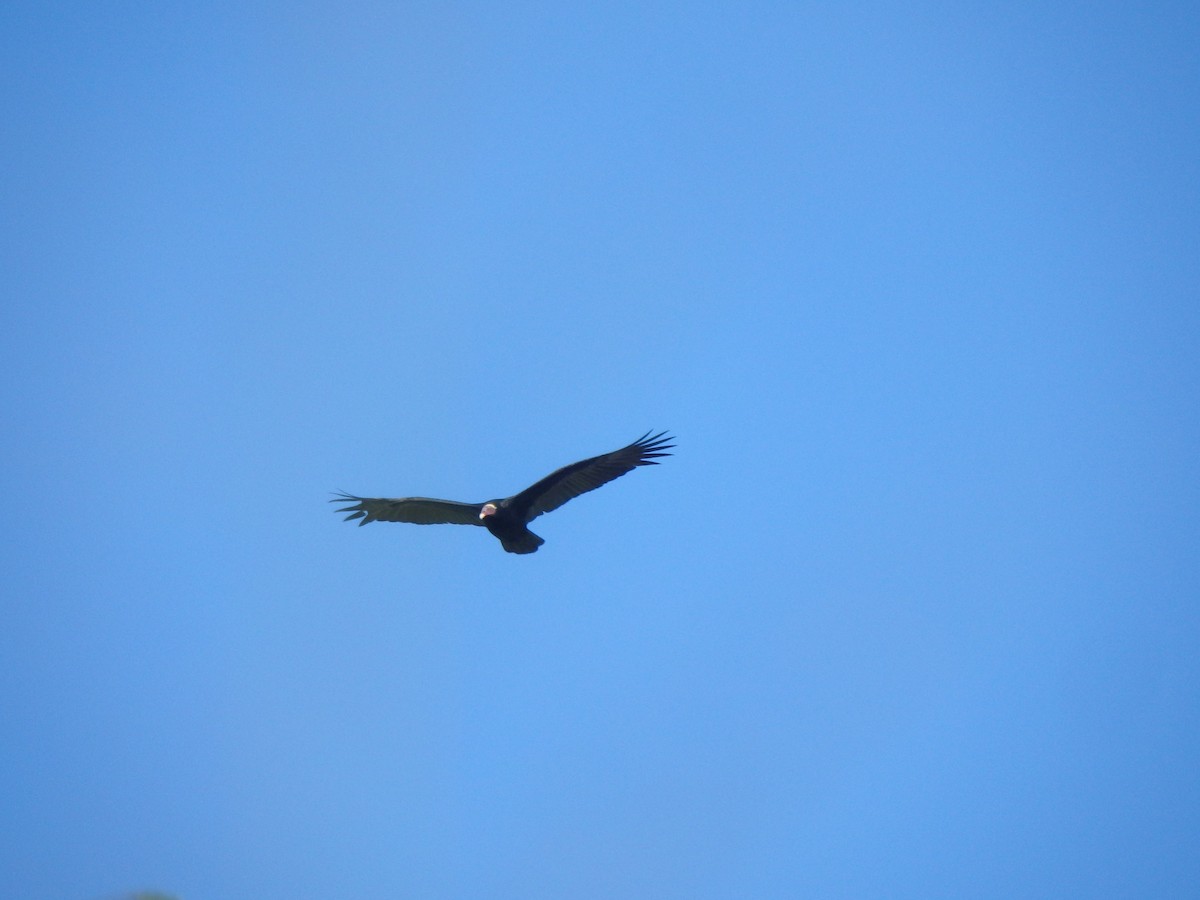 Turkey Vulture (Tropical) - ML646853103