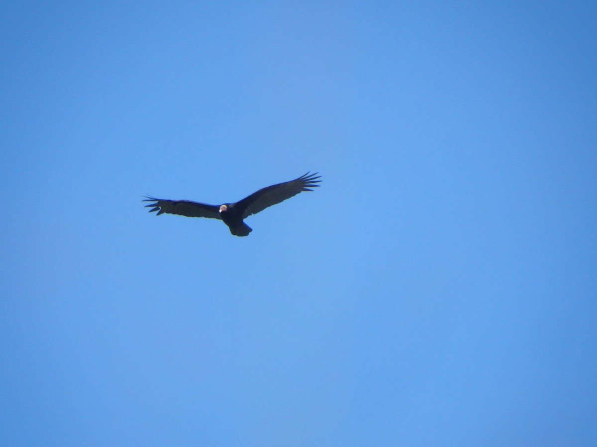 Turkey Vulture (Tropical) - ML646853104