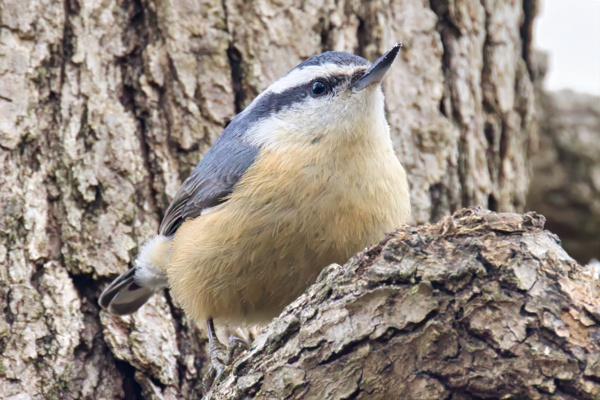 Sittelle à poitrine rousse - ML646853105
