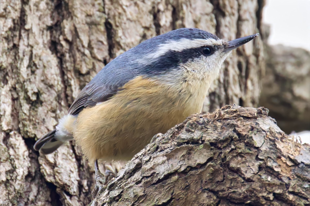 Sittelle à poitrine rousse - ML646853106