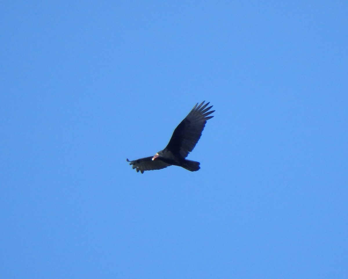 Turkey Vulture (Tropical) - ML646853107