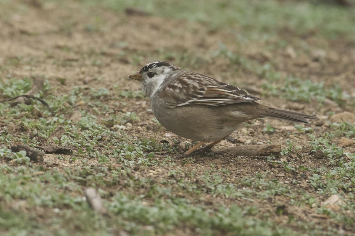 Dachsammer - ML646853108