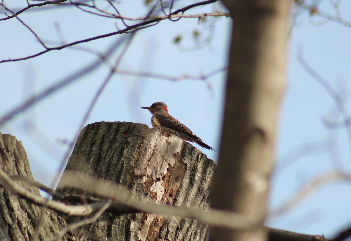 Northern Flicker - ML646853109
