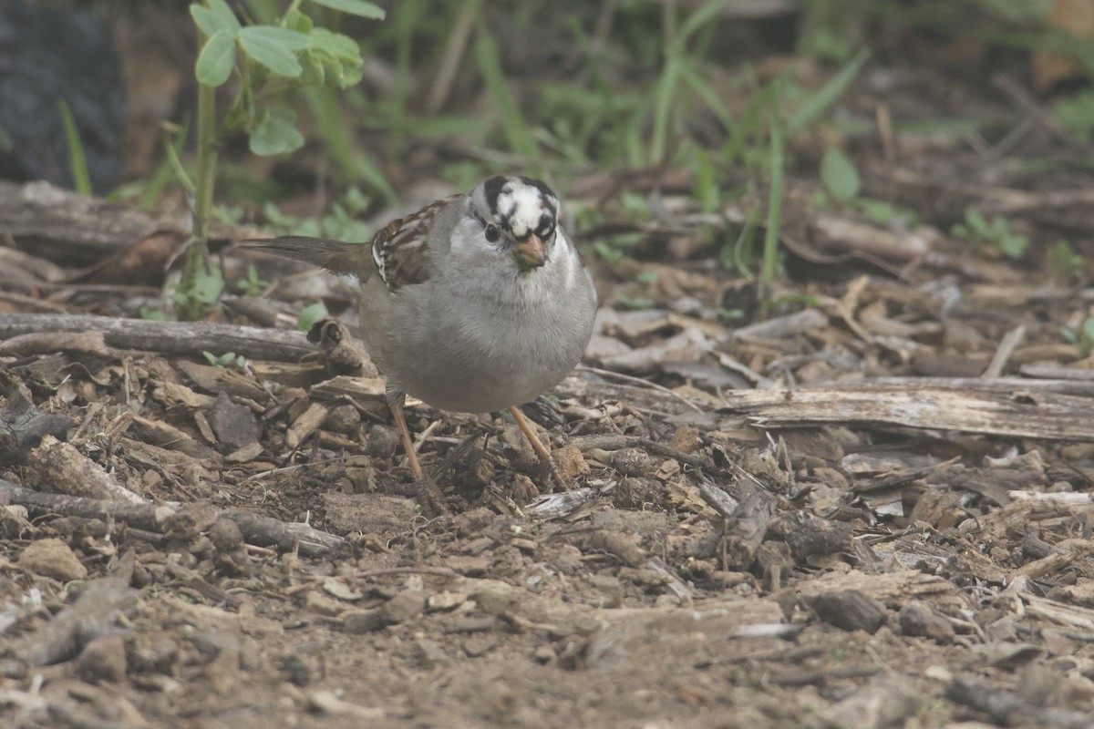 Dachsammer - ML646853110