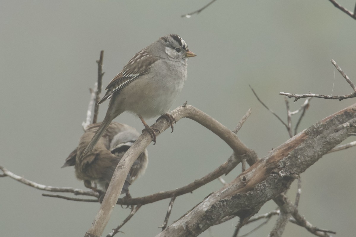 Dachsammer - ML646853112