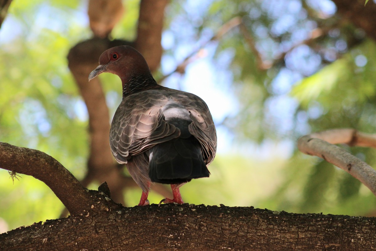 Picazuro Pigeon - ML646853113