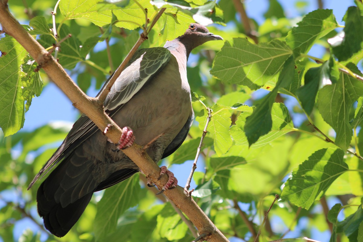 Picazuro Pigeon - ML646853114