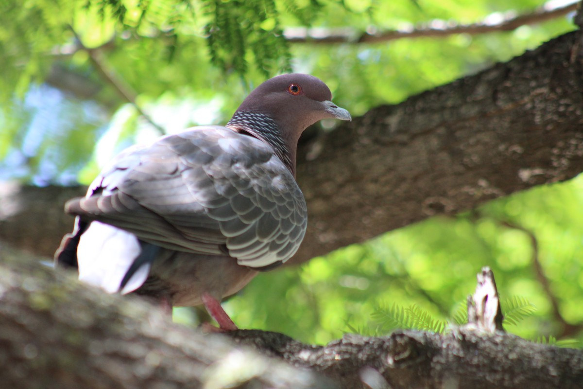 Picazuro Pigeon - ML646853115