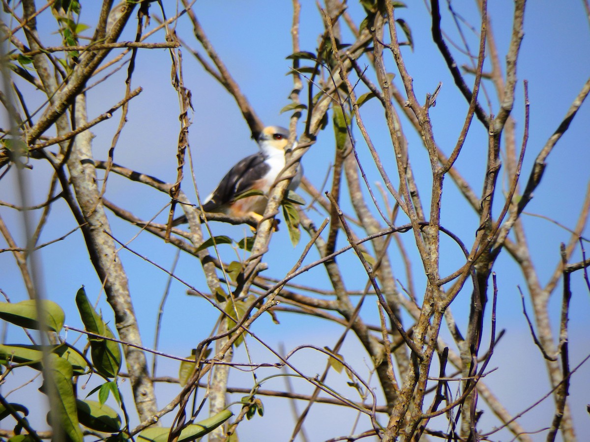 Pearl Kite - ML646853116