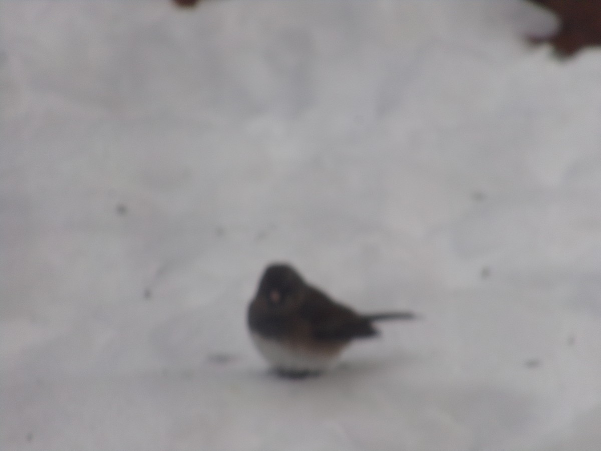 Dark-eyed Junco - ML646853117