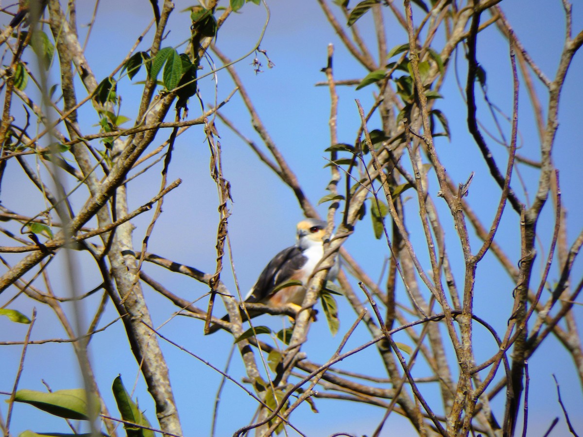 Pearl Kite - ML646853118