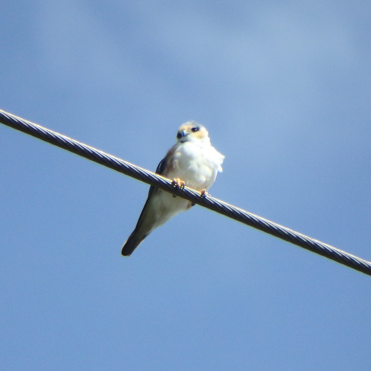 Pearl Kite - ML646853119