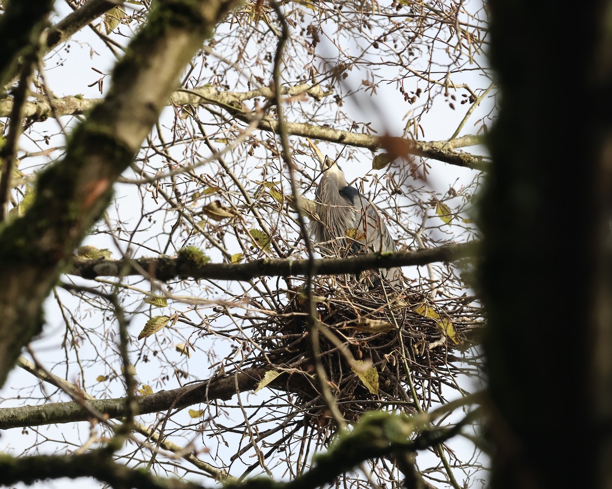 Grand Héron - ML646853120