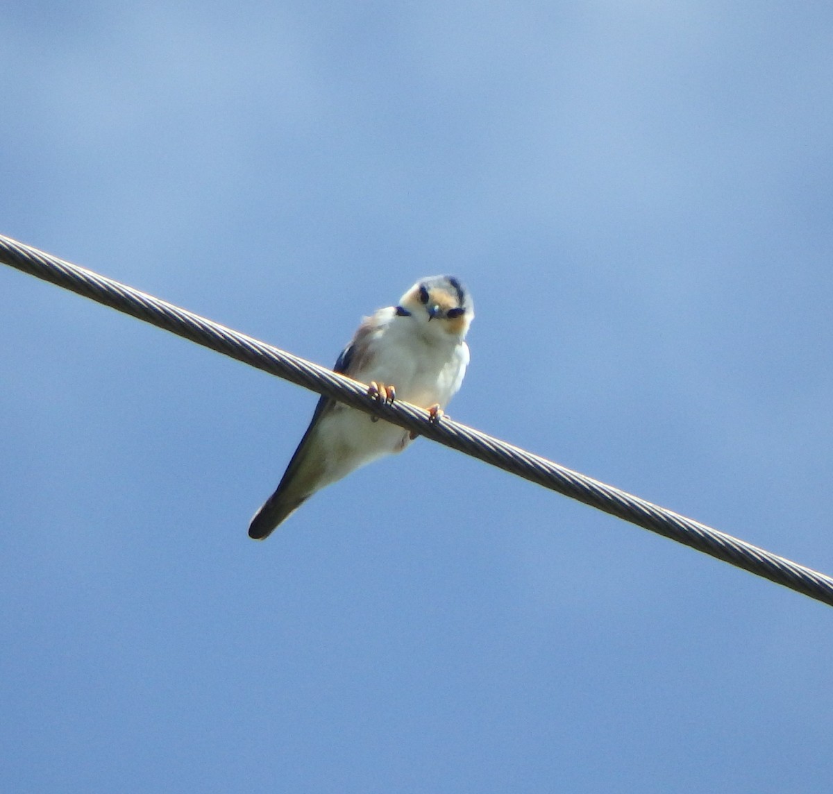 Pearl Kite - ML646853121