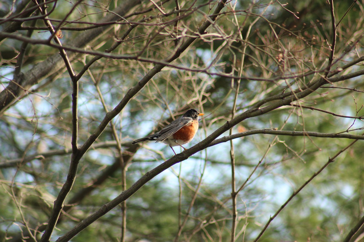 American Robin - ML646853122