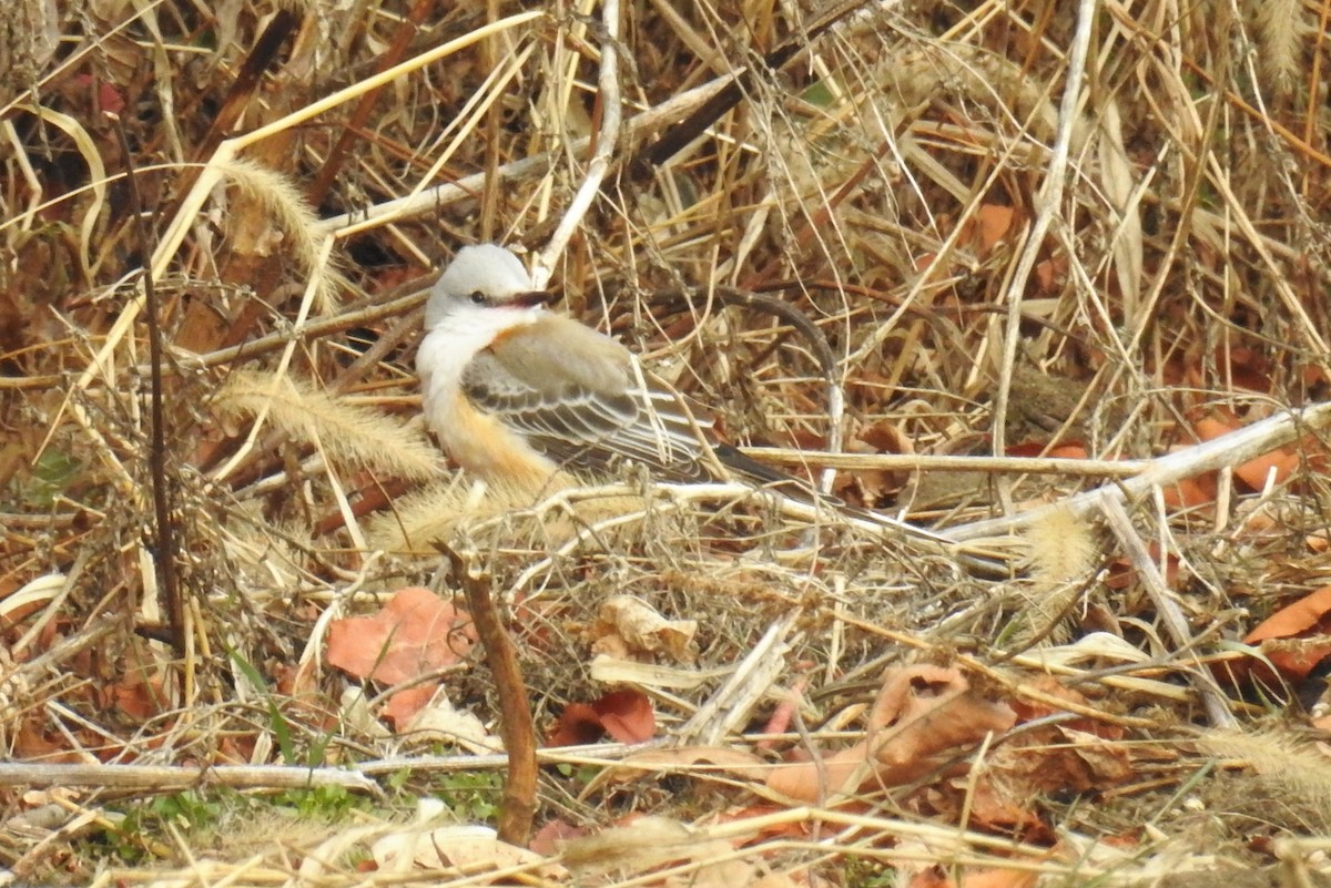 Scissor-tailed Flycatcher - ML646853123
