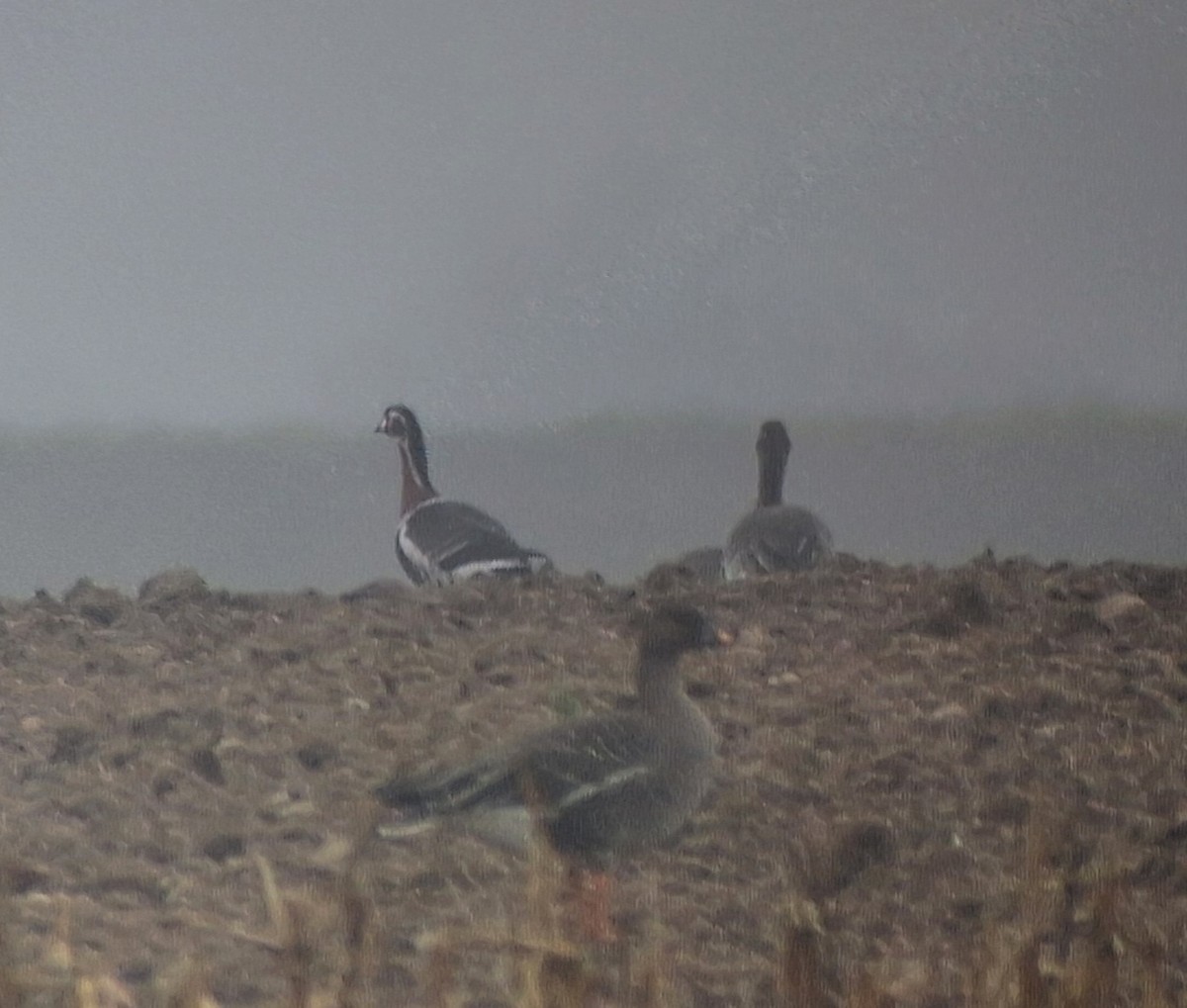 Red-breasted Goose - ML646853124