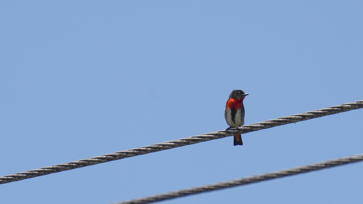 Mistletoebird - ML646853126