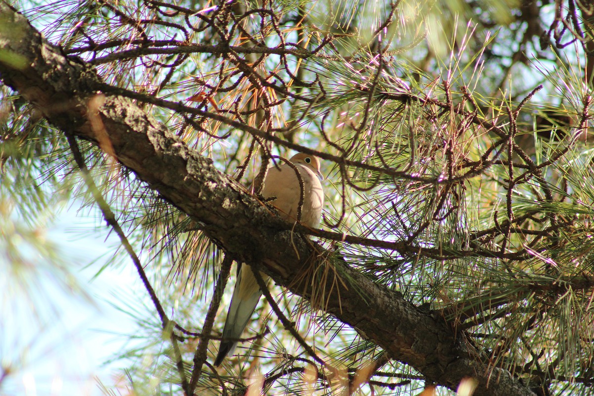 ナゲキバト - ML646853128