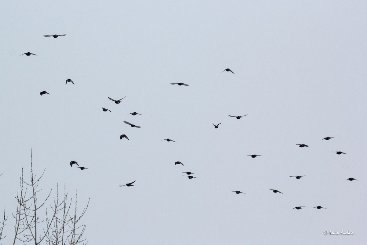 Шпак звичайний - ML646853130