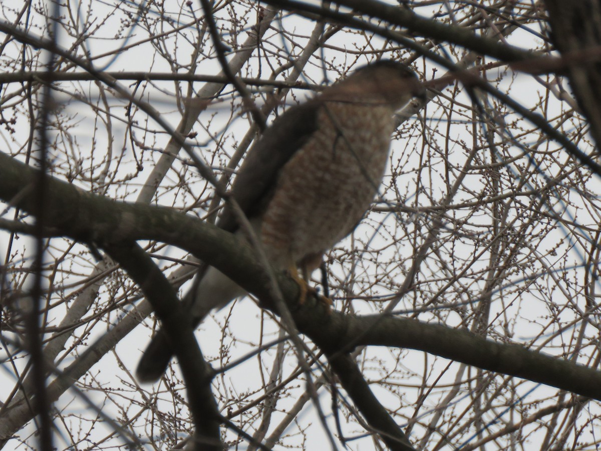 trostehauk - ML646853131