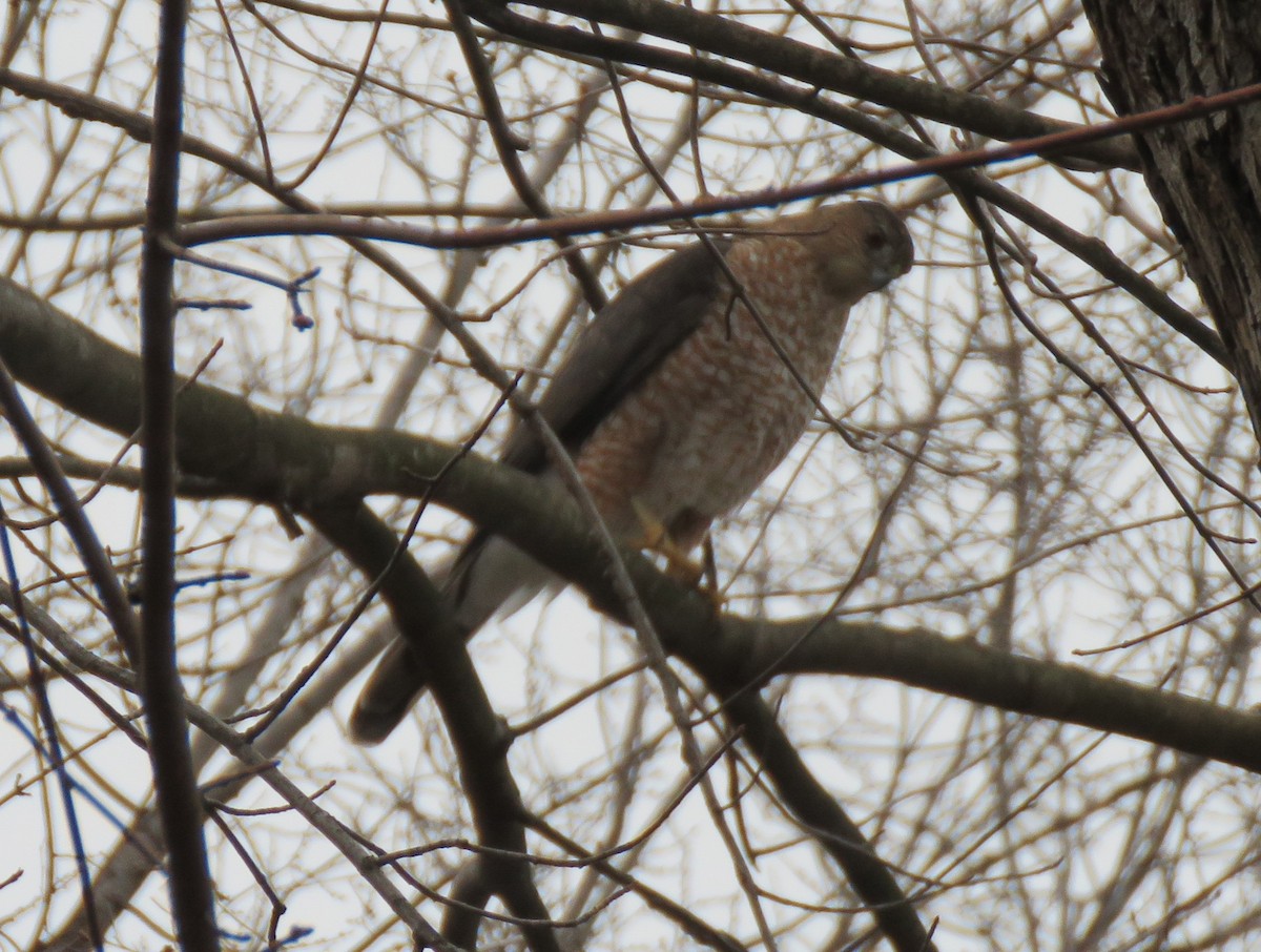 trostehauk - ML646853132