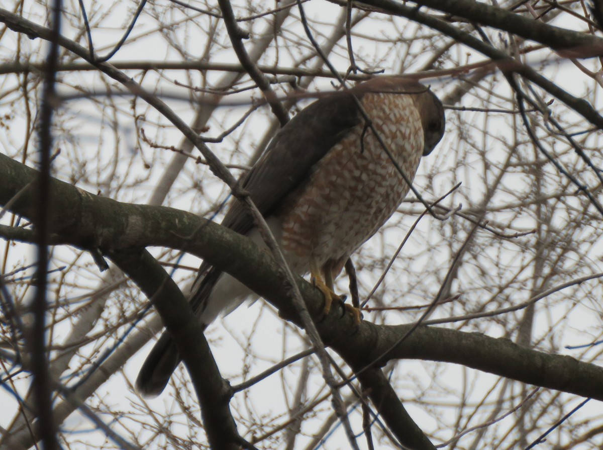 trostehauk - ML646853133