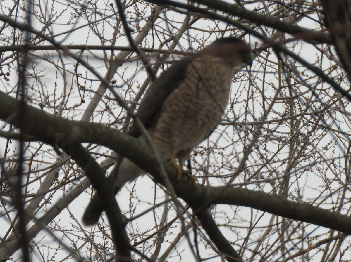 trostehauk - ML646853134