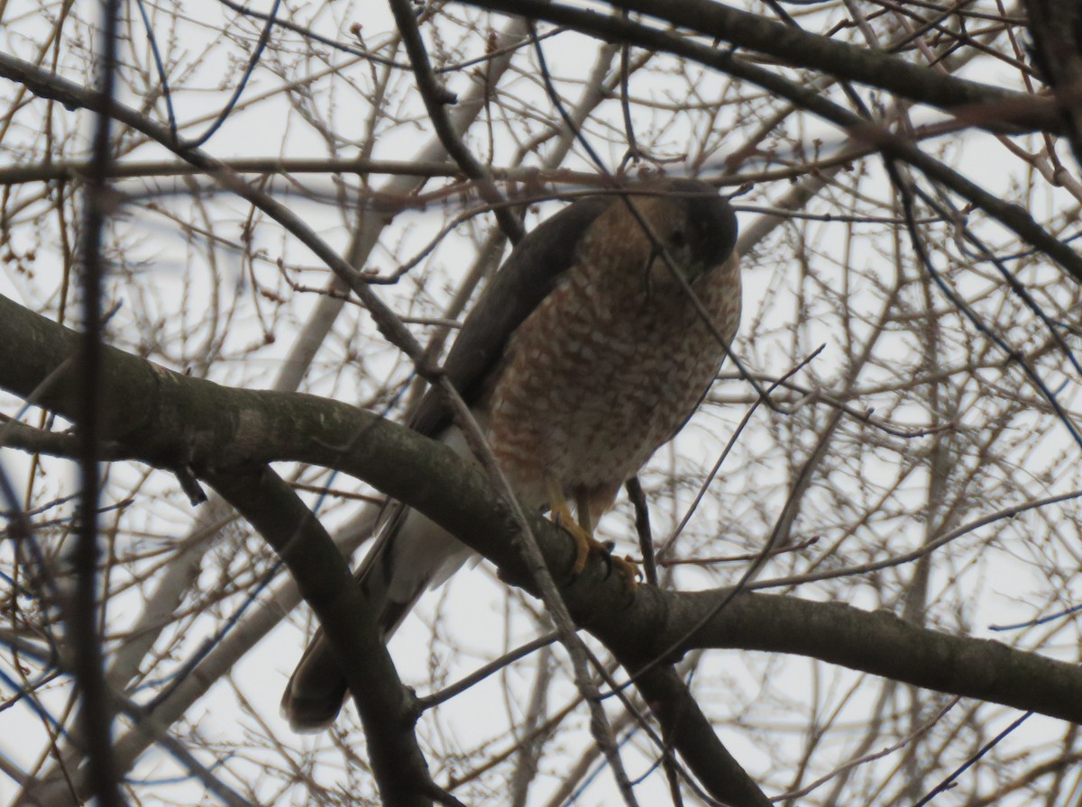 trostehauk - ML646853135