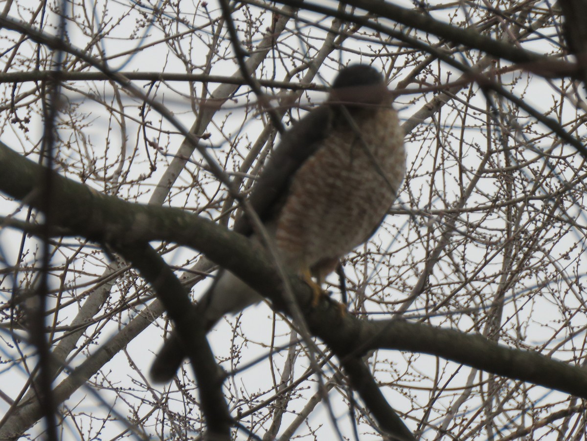 trostehauk - ML646853136