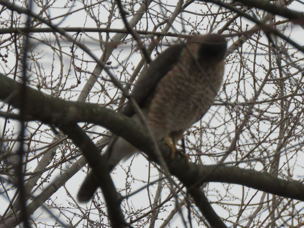 trostehauk - ML646853137