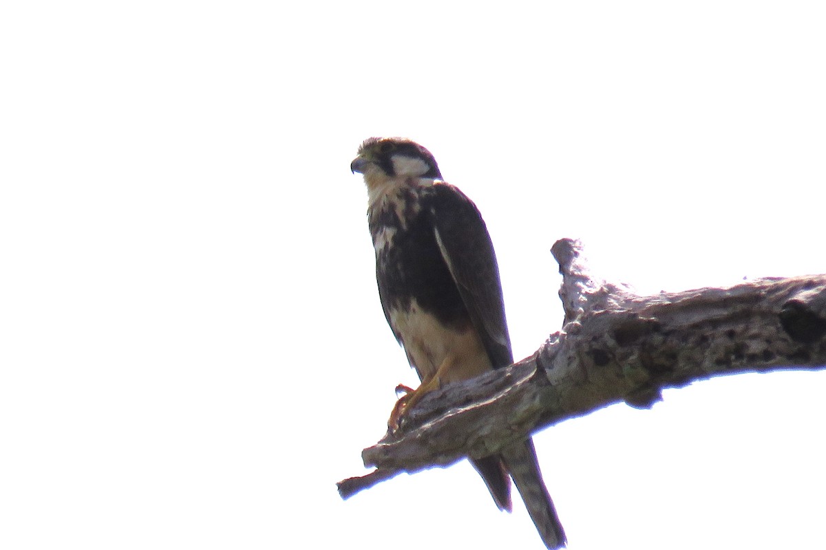 Aplomado Falcon - ML646853140