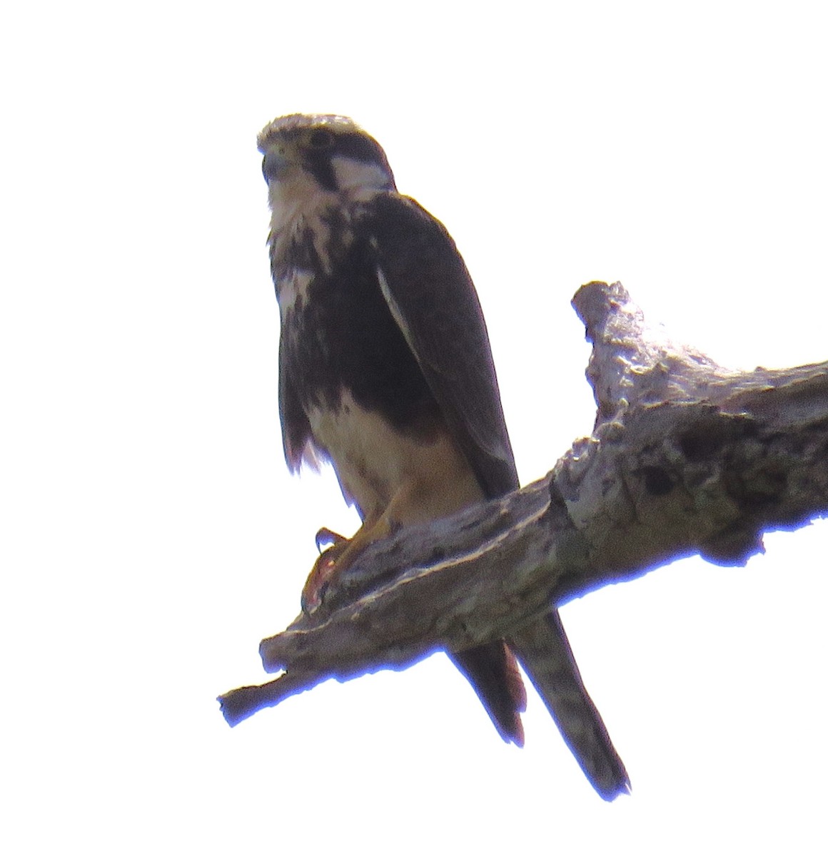 Aplomado Falcon - ML646853142