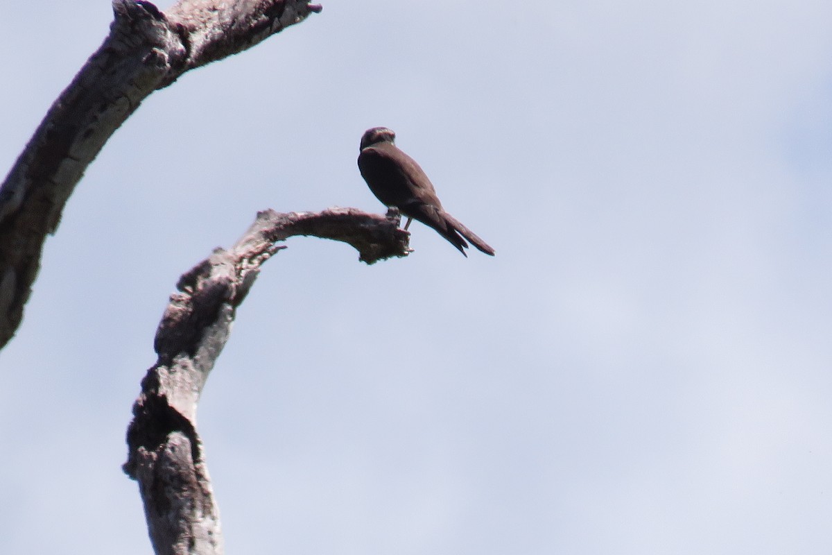 Aplomado Falcon - ML646853143