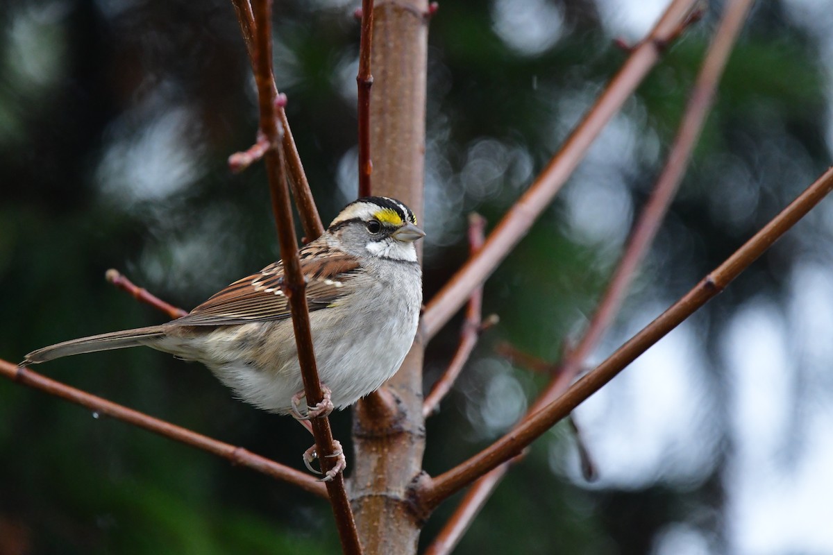 White-throated Sparrow - ML646853147