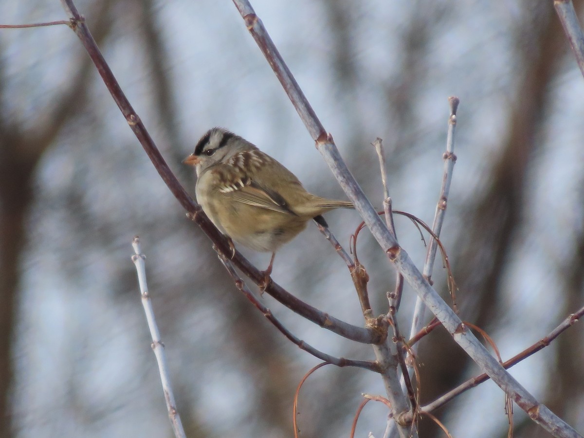 Dachsammer - ML646853149