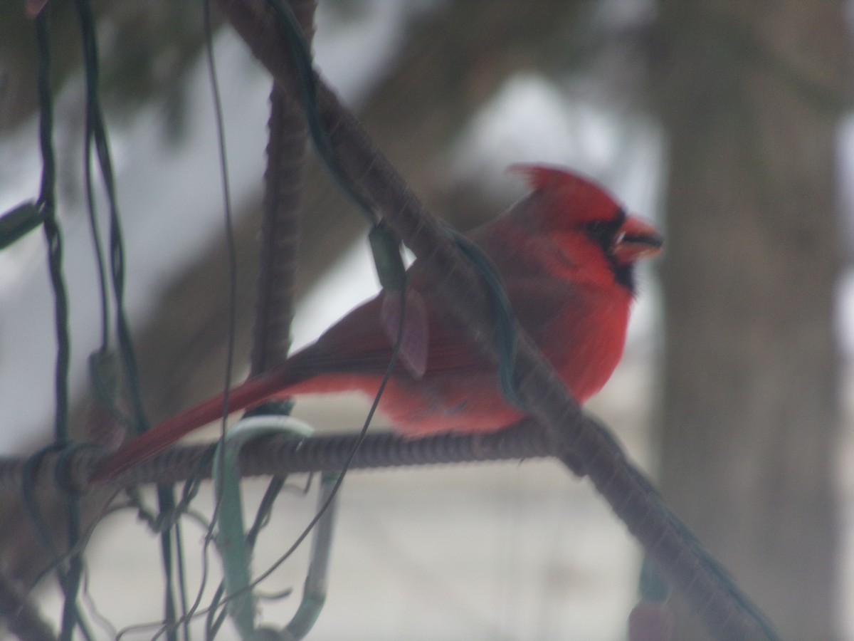 Northern Cardinal - ML646853150