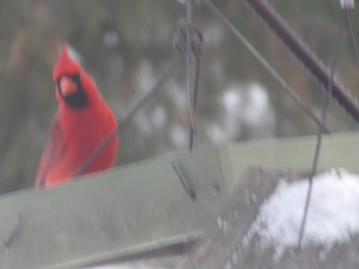 Northern Cardinal - ML646853151