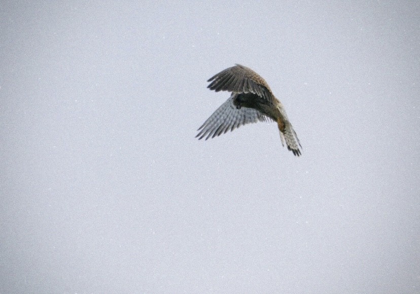 Faucon crécerelle - ML646853153